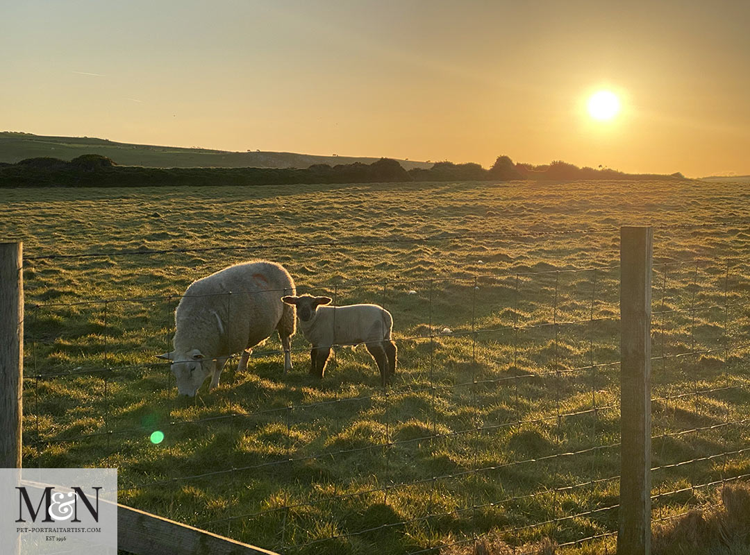 Mum sheep and lamb
