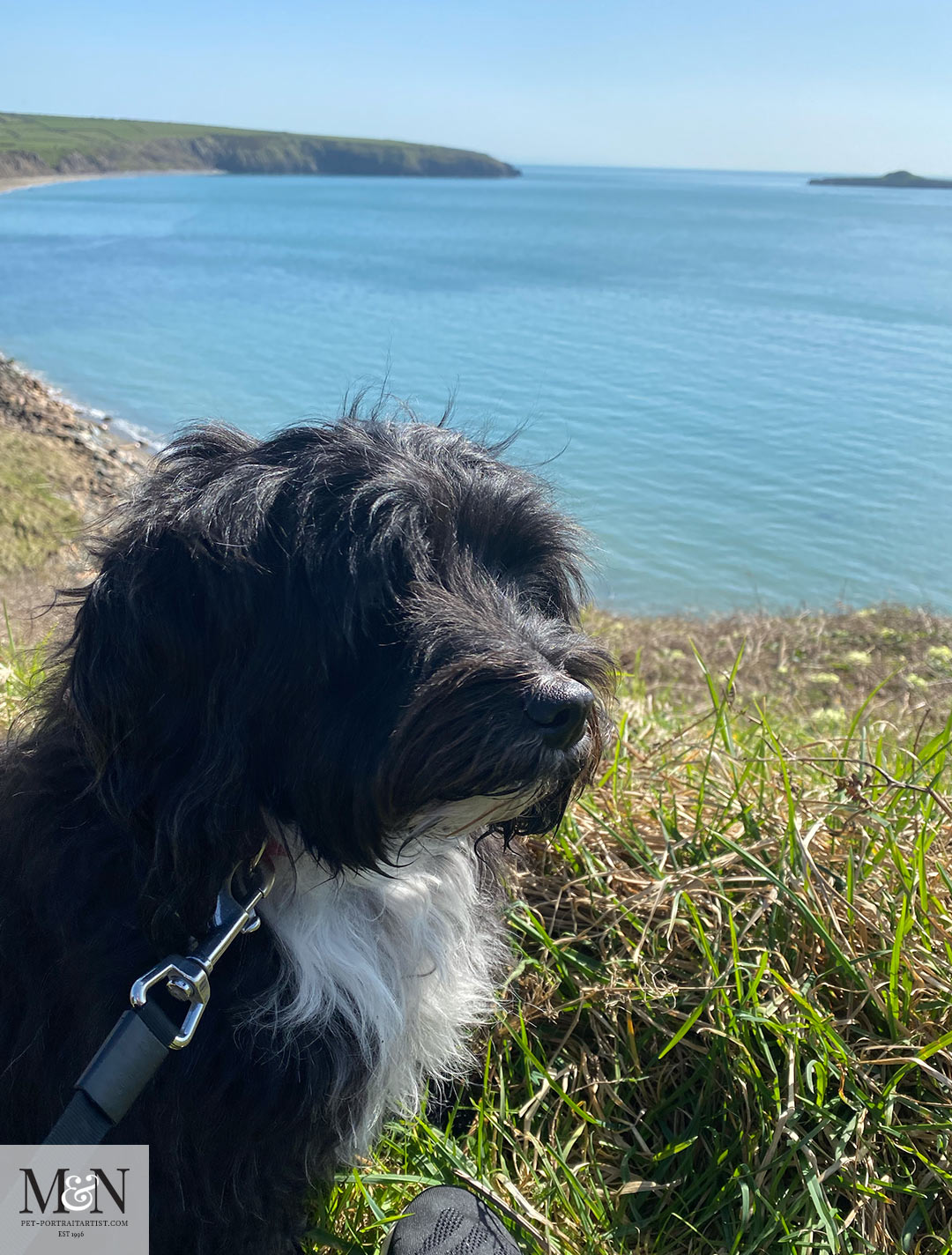 Lily resting on the costal path