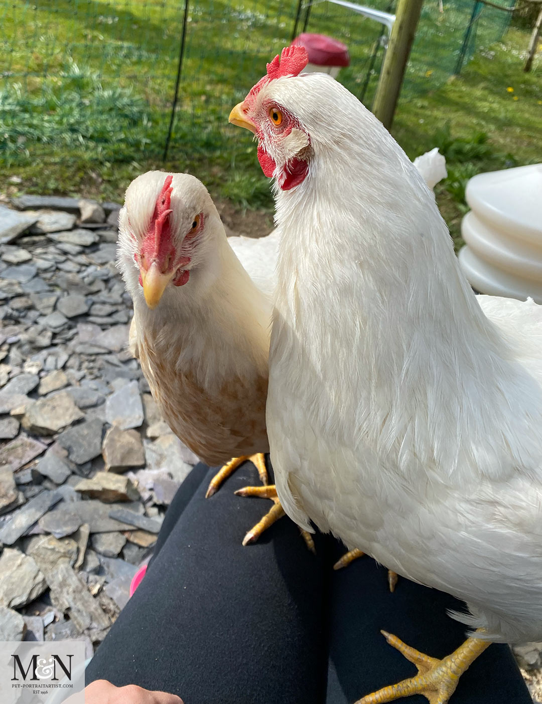 Melanie’s April Monthly News - Chicken News