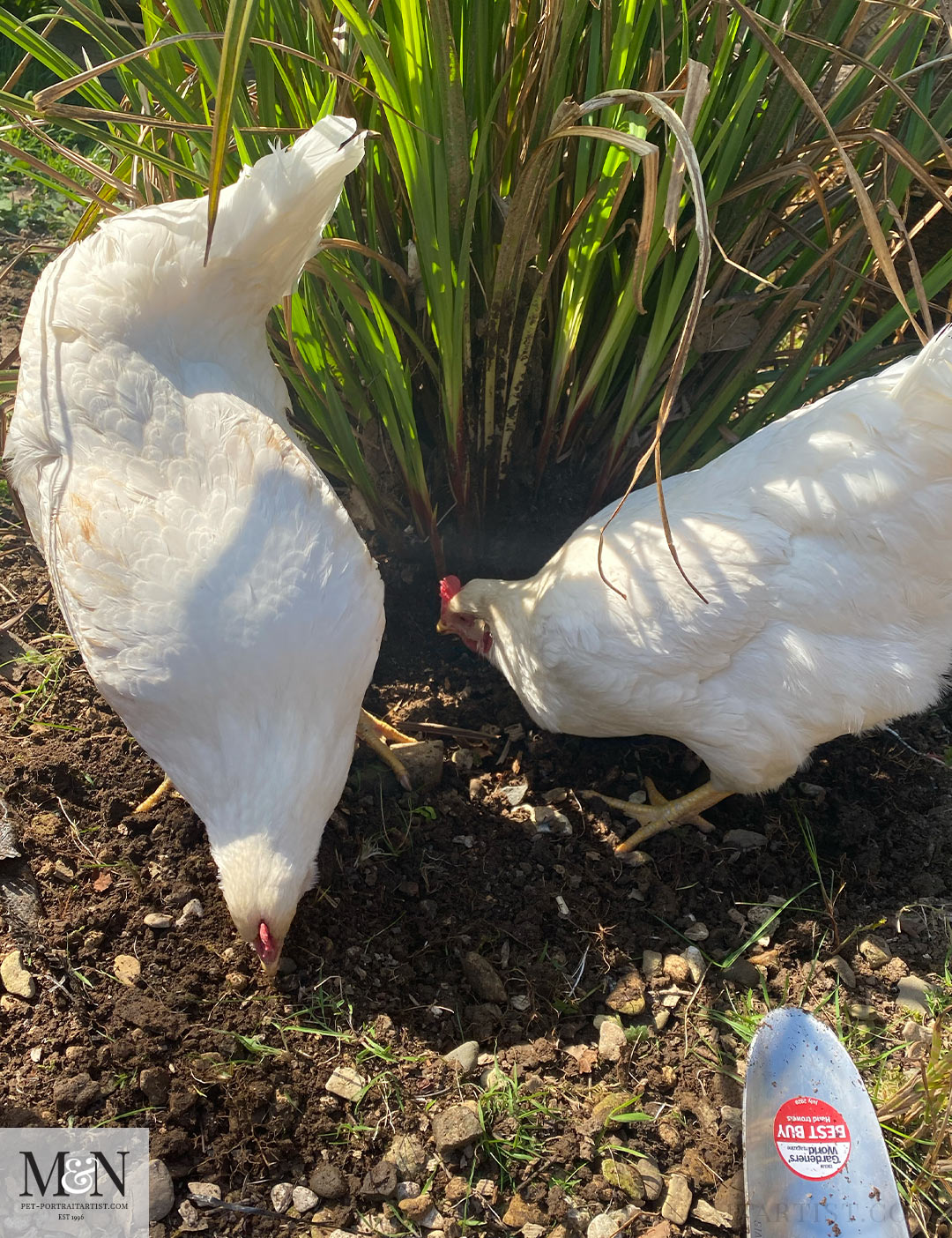 Chickens digging