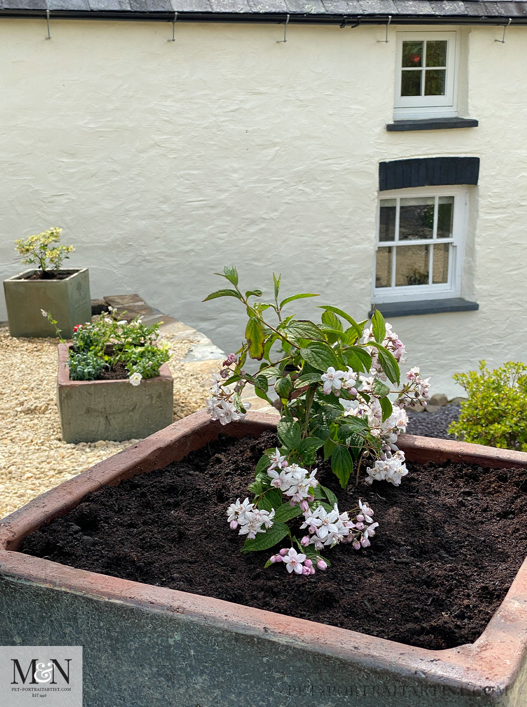 Deutzia 'Mont Rose'