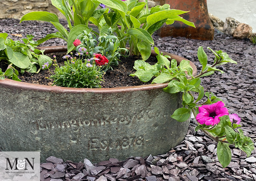 Beautiful pot with Hosta and Petunias