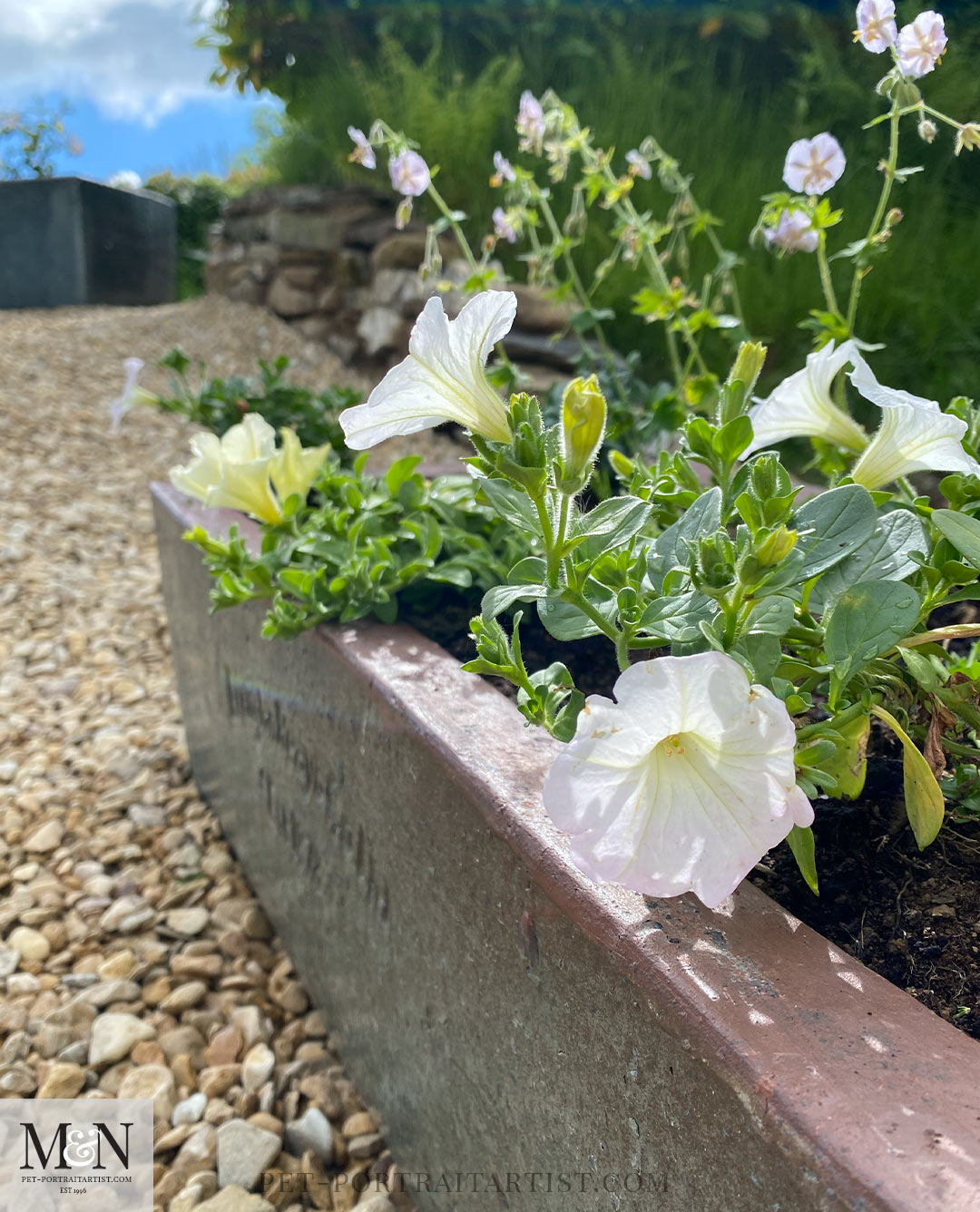 Melanie’s May Monthly News - petunias