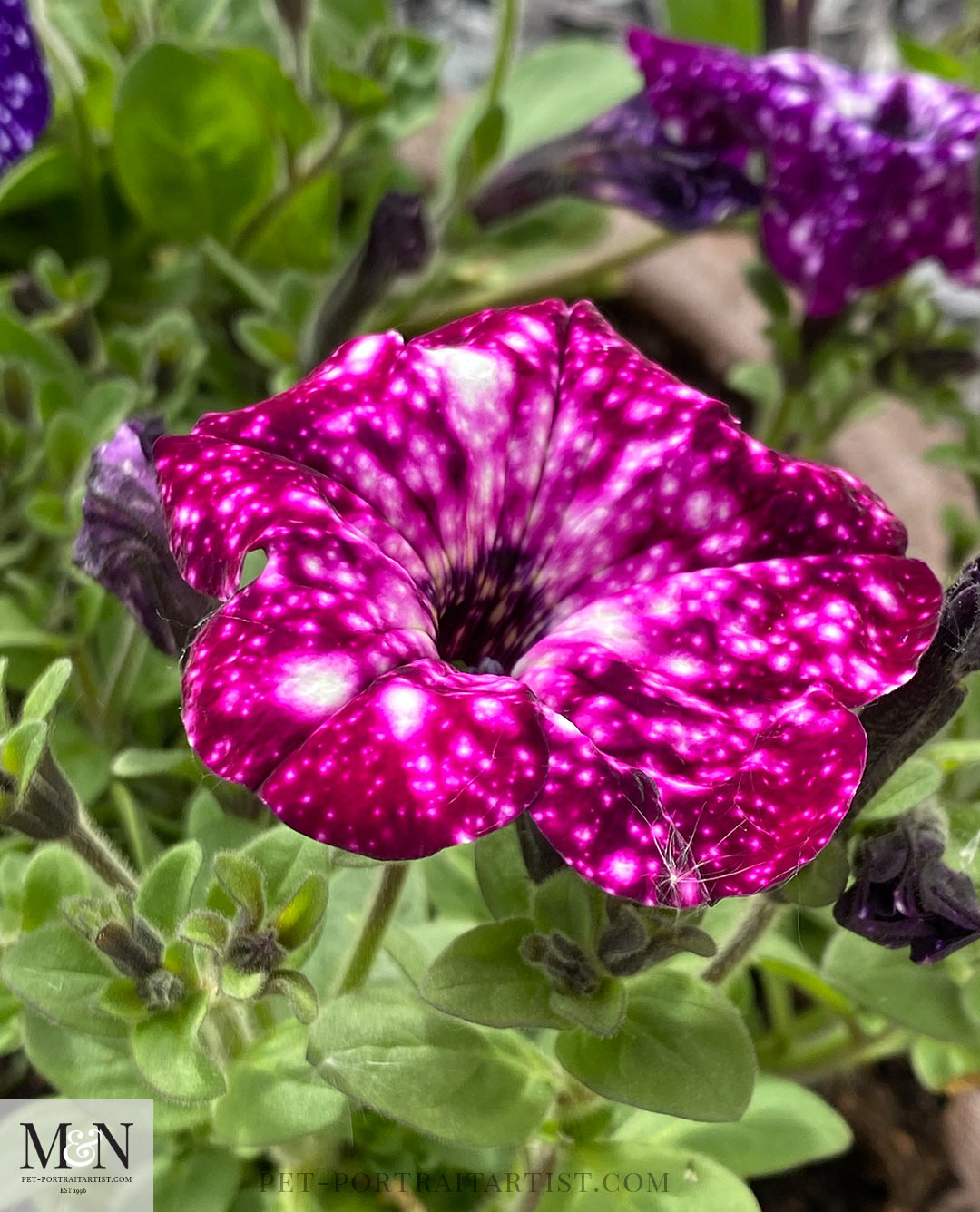 Night sky petunias