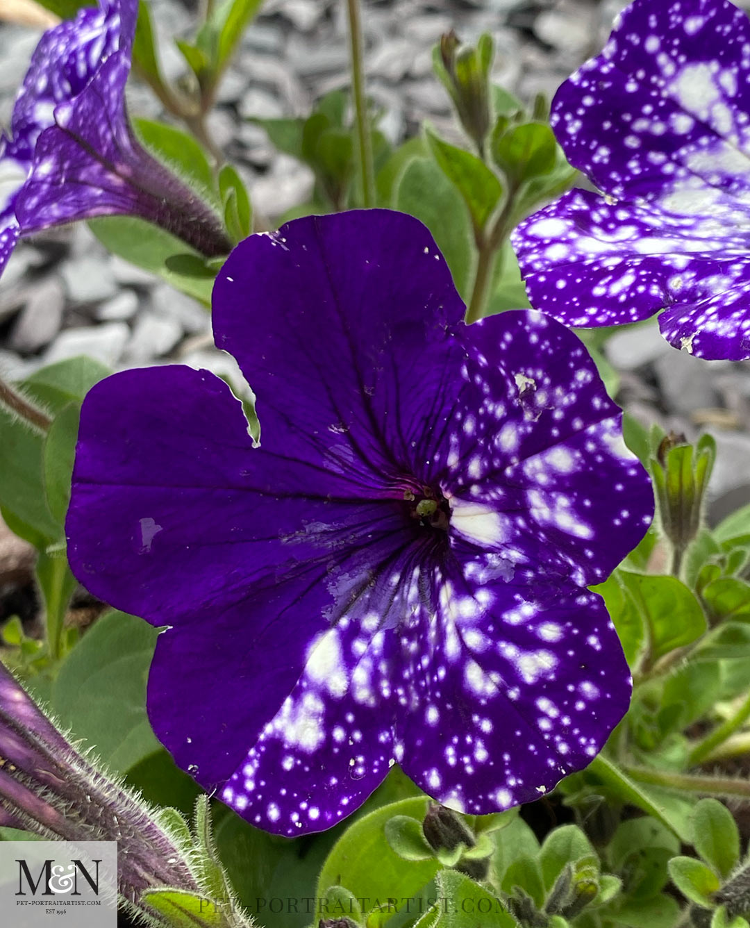 purple night sky petunias