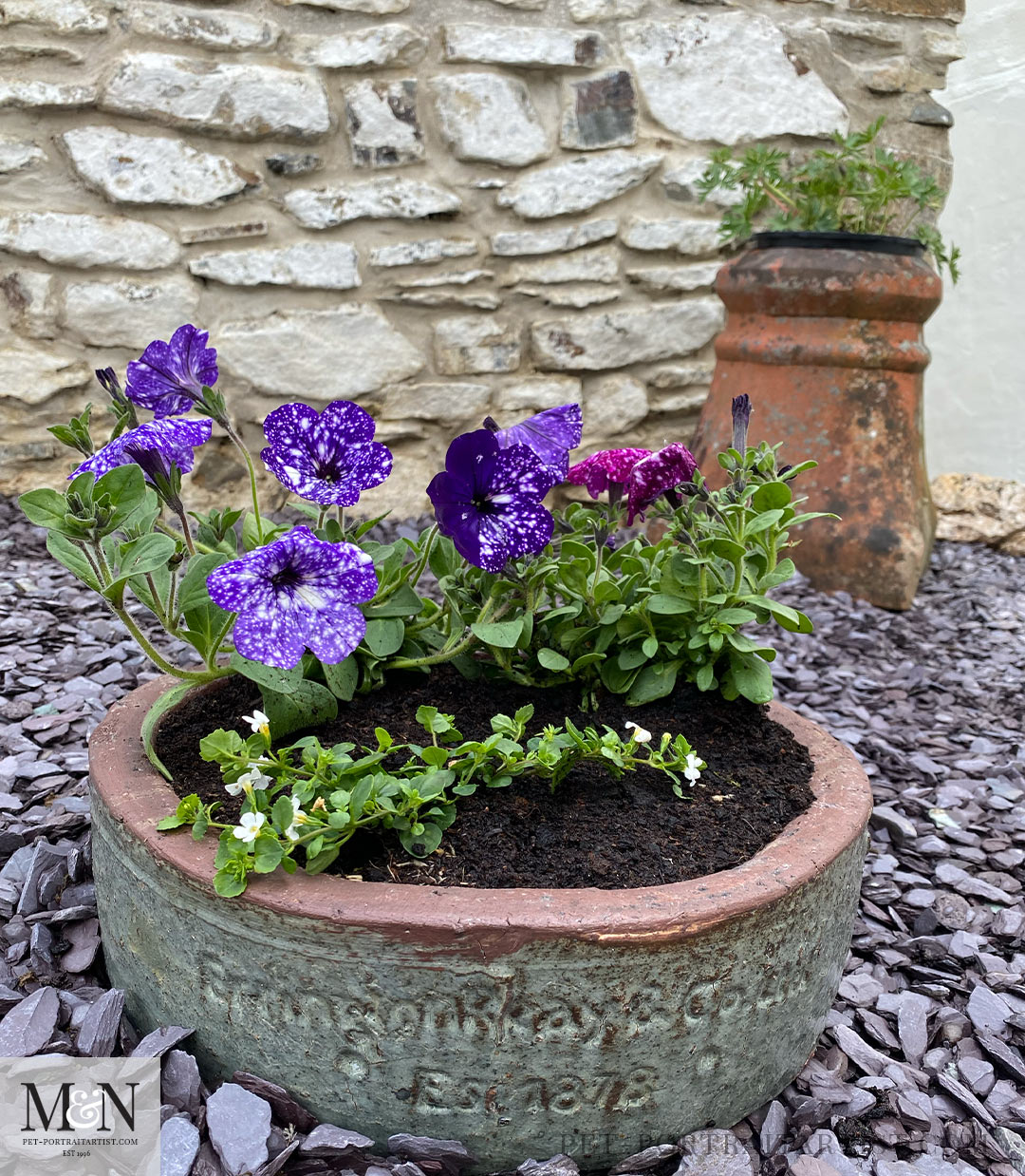 blue hardy geranium and petunias