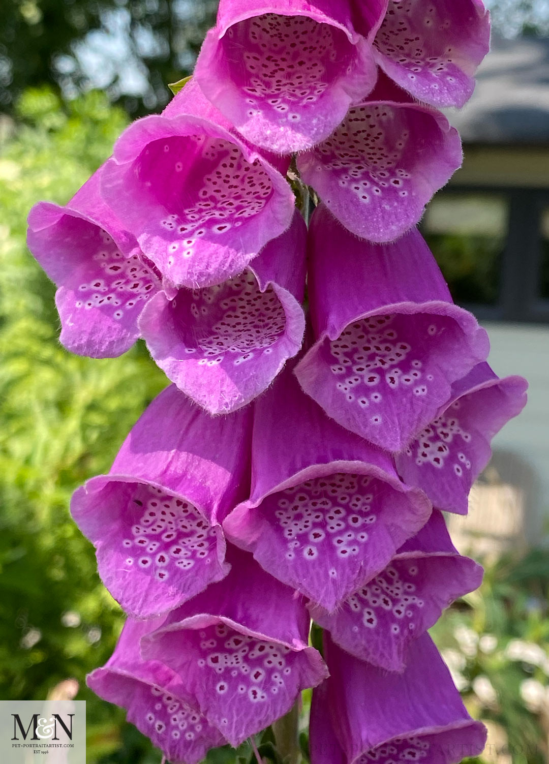 Foxglove