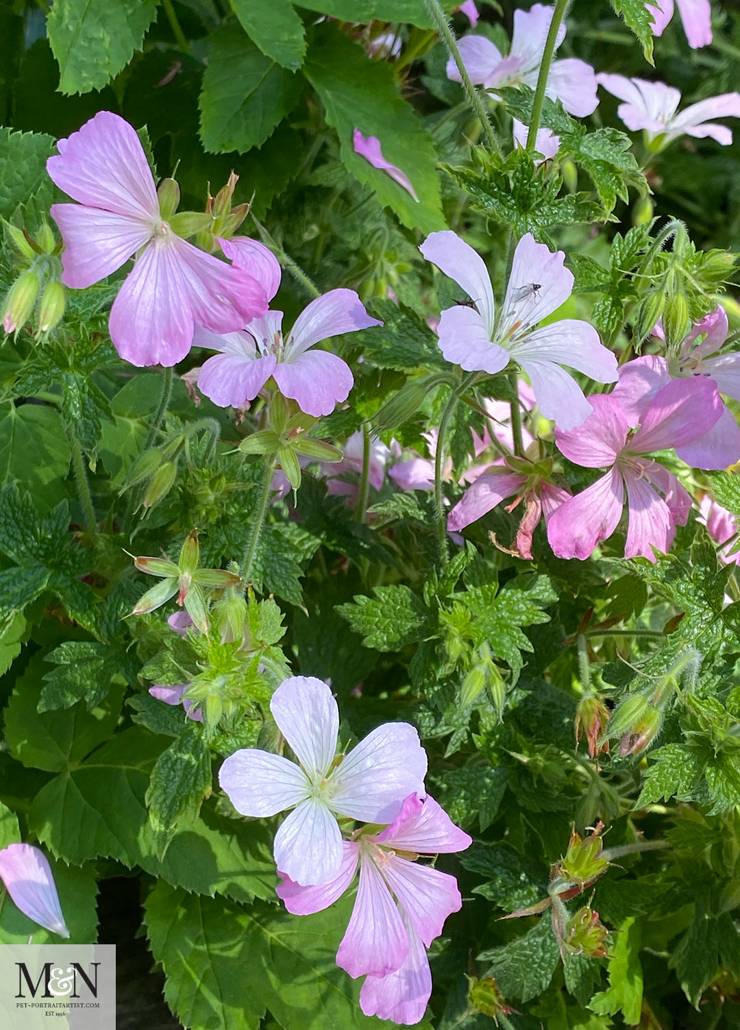 Geranium