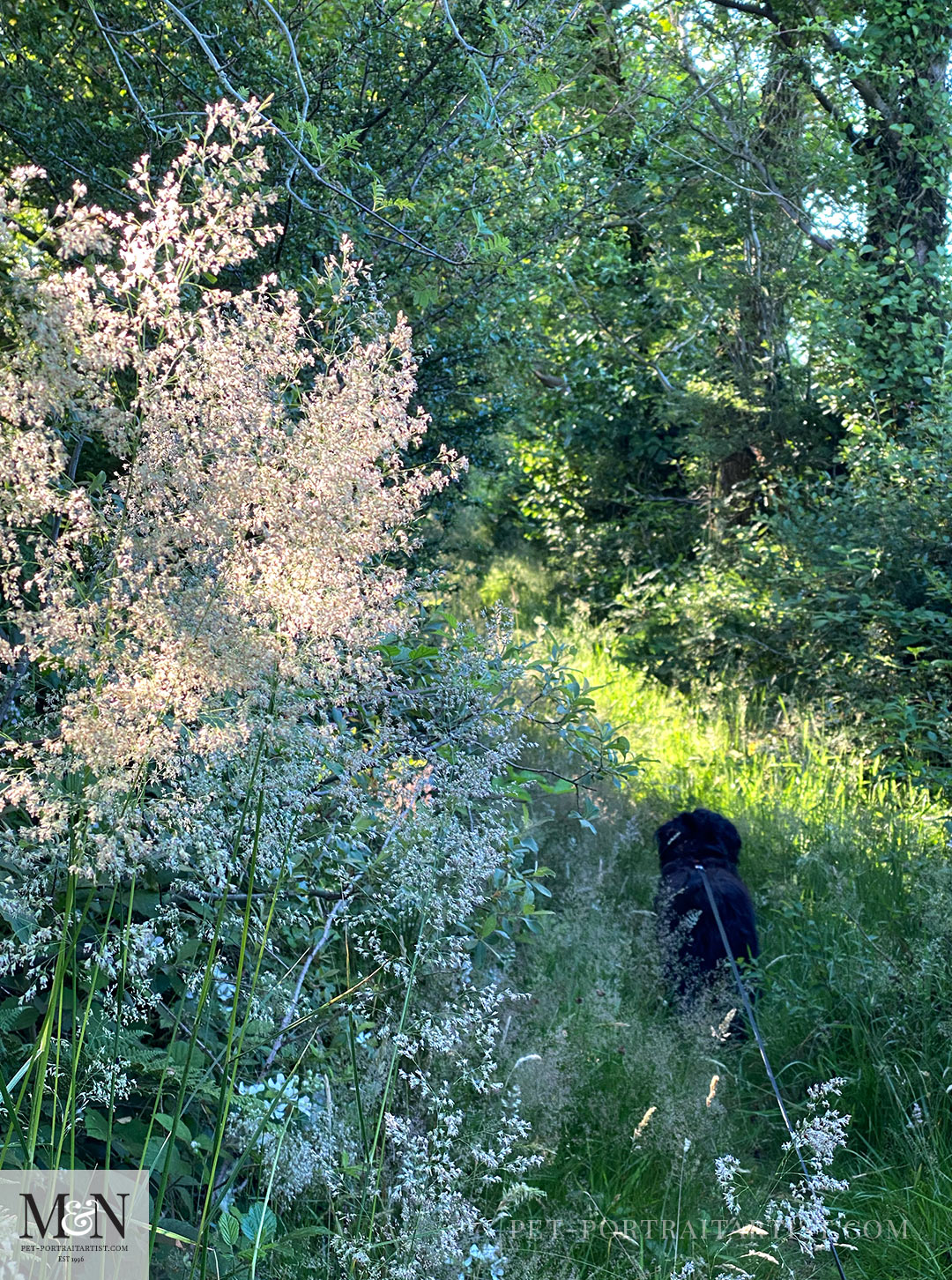 Grasses in flower