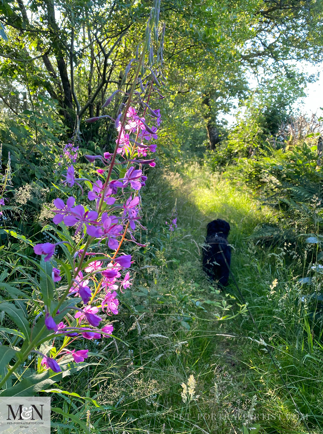 Rosebay Willow herb Melanie’s July Monthly News