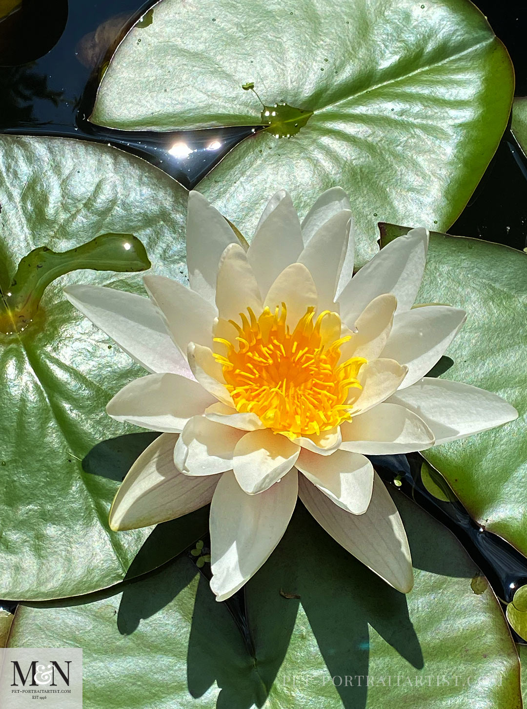 Waterlily 