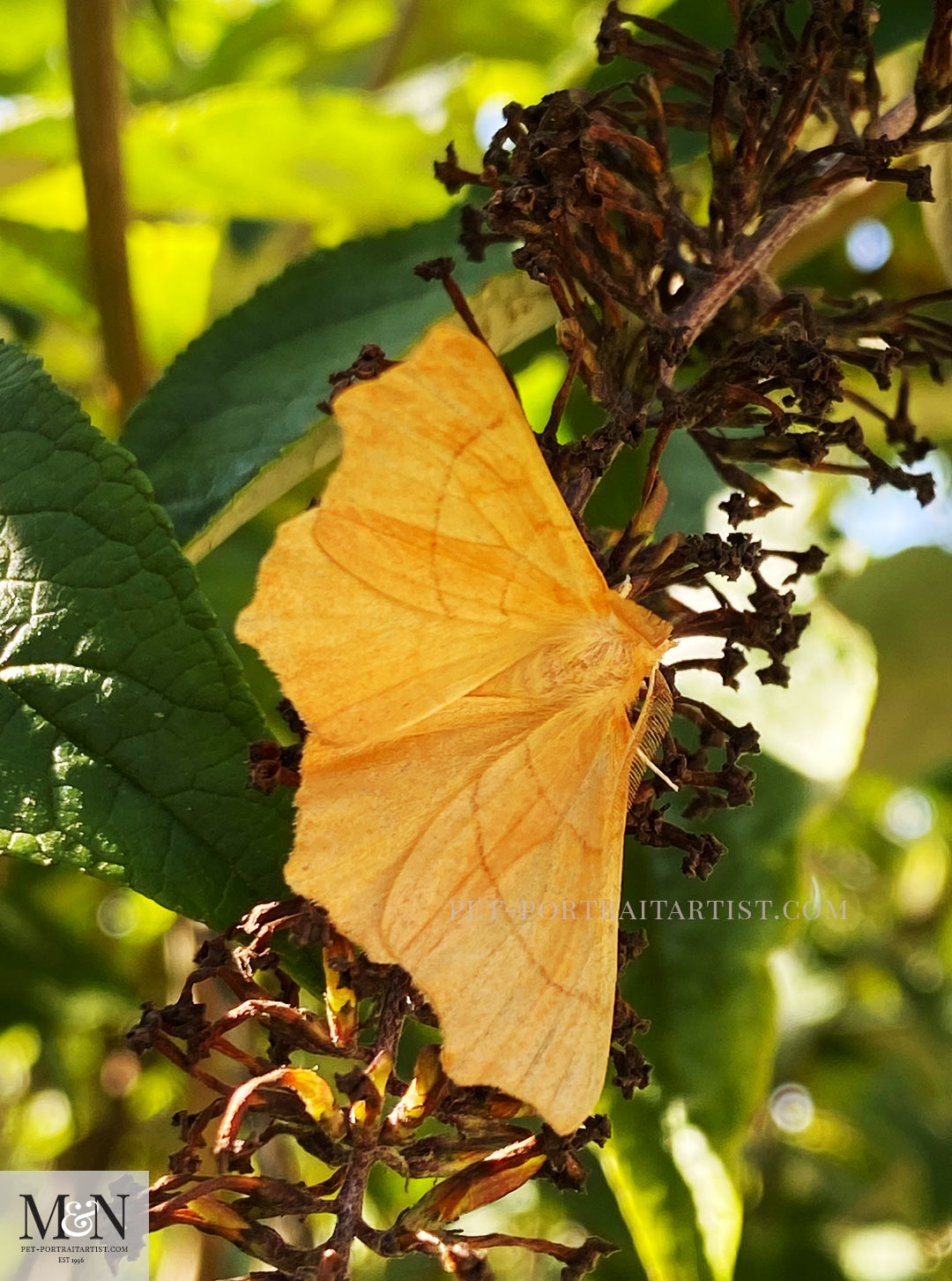 Beautiful moth