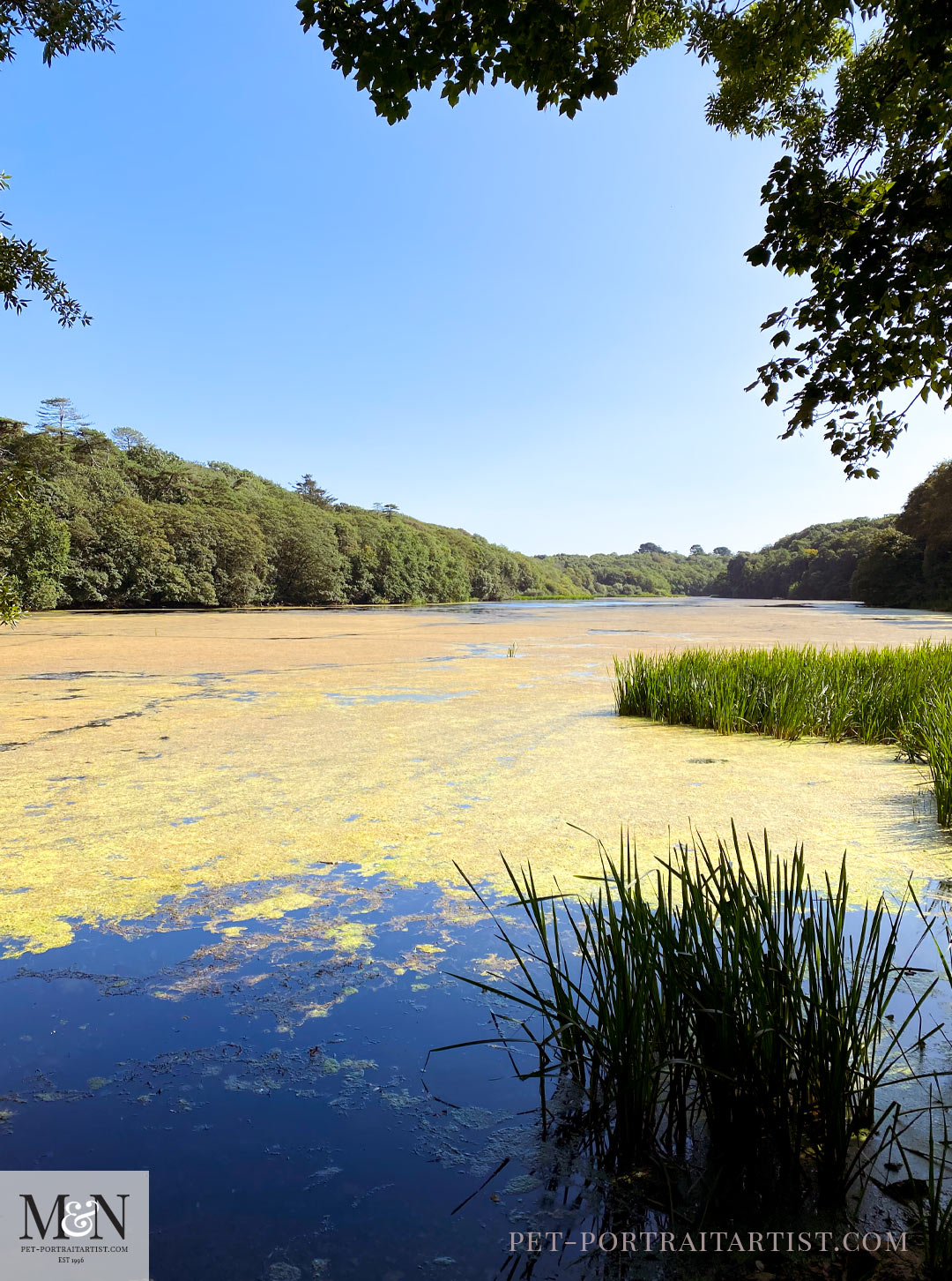 Bosherton Ponds