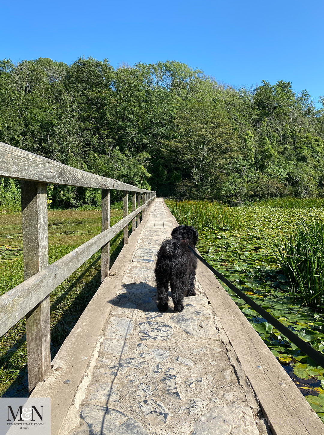 Melanie's August Monthly News - Lily and the lily ponds