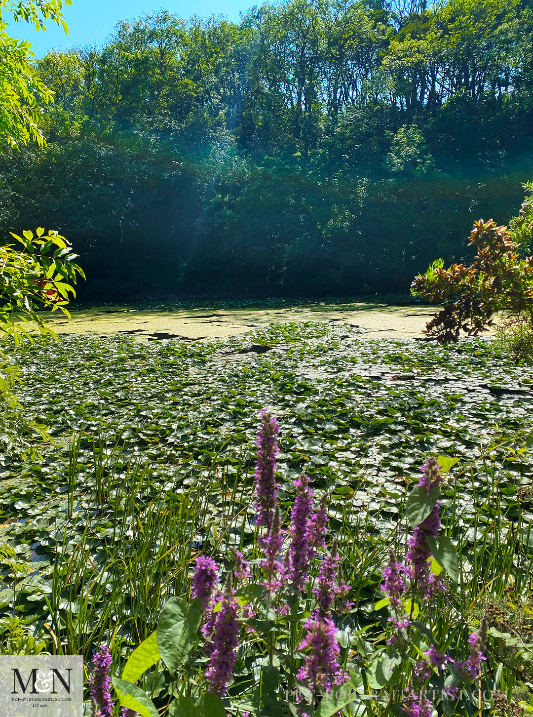 The lily ponds