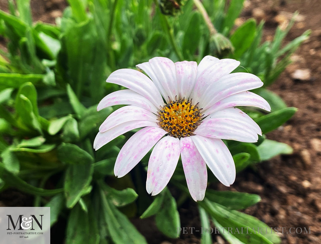 Osteospermum