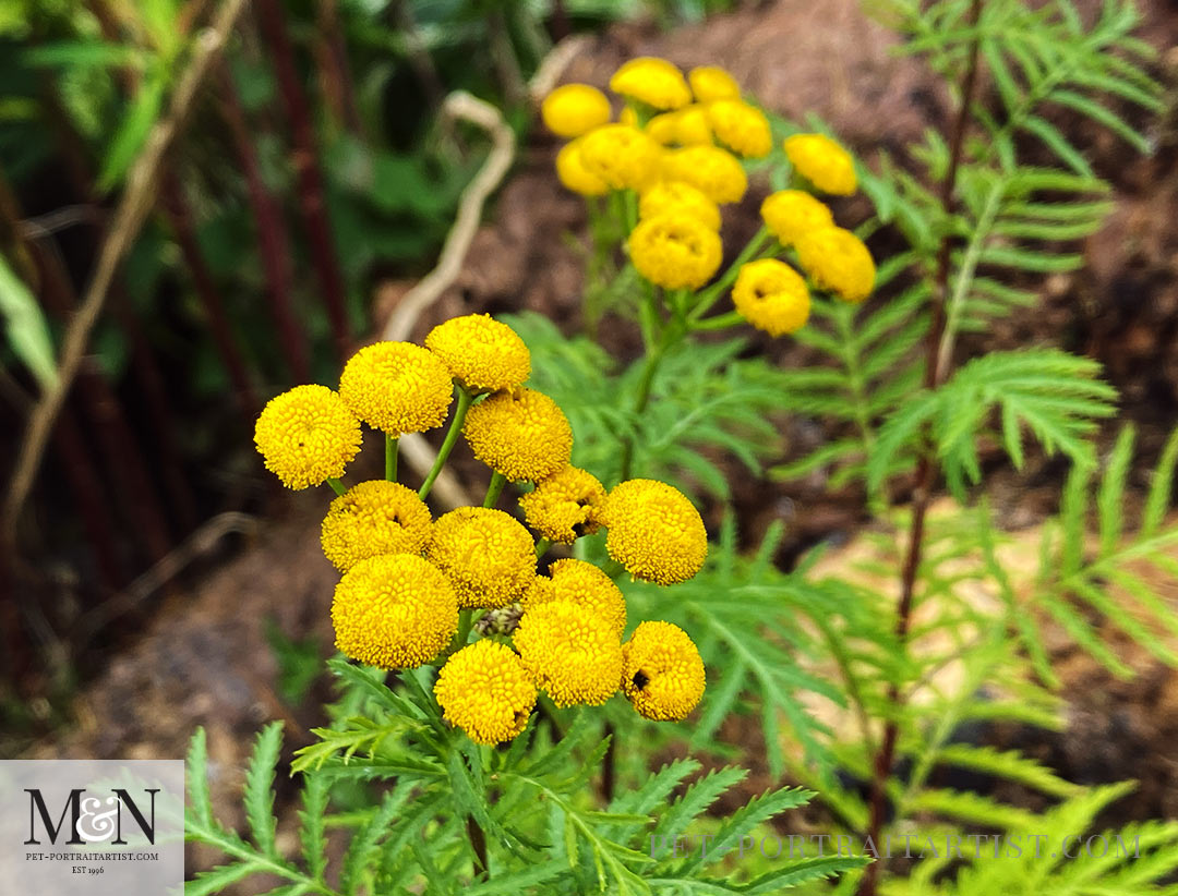 Melanie's August Monthly News - Tanacetum Volgare