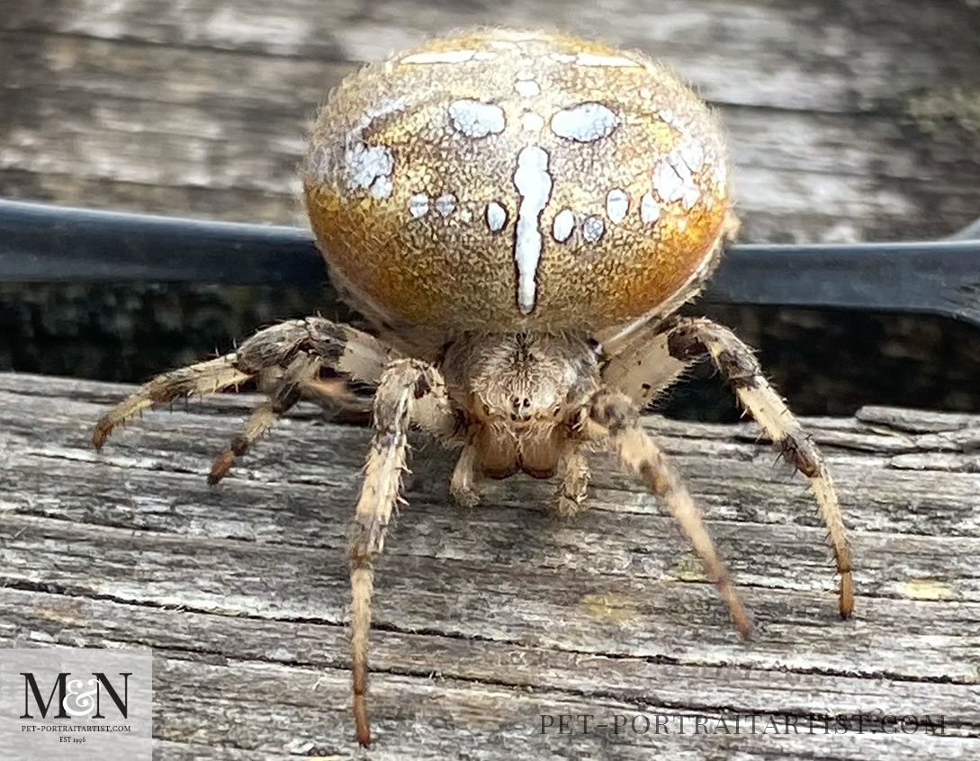 Four Spotted Orb web spider