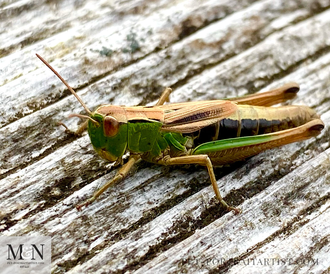 Grasshopper