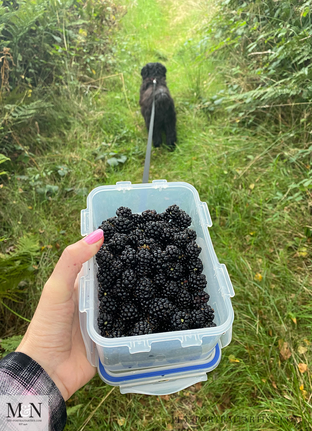 Blackberrying