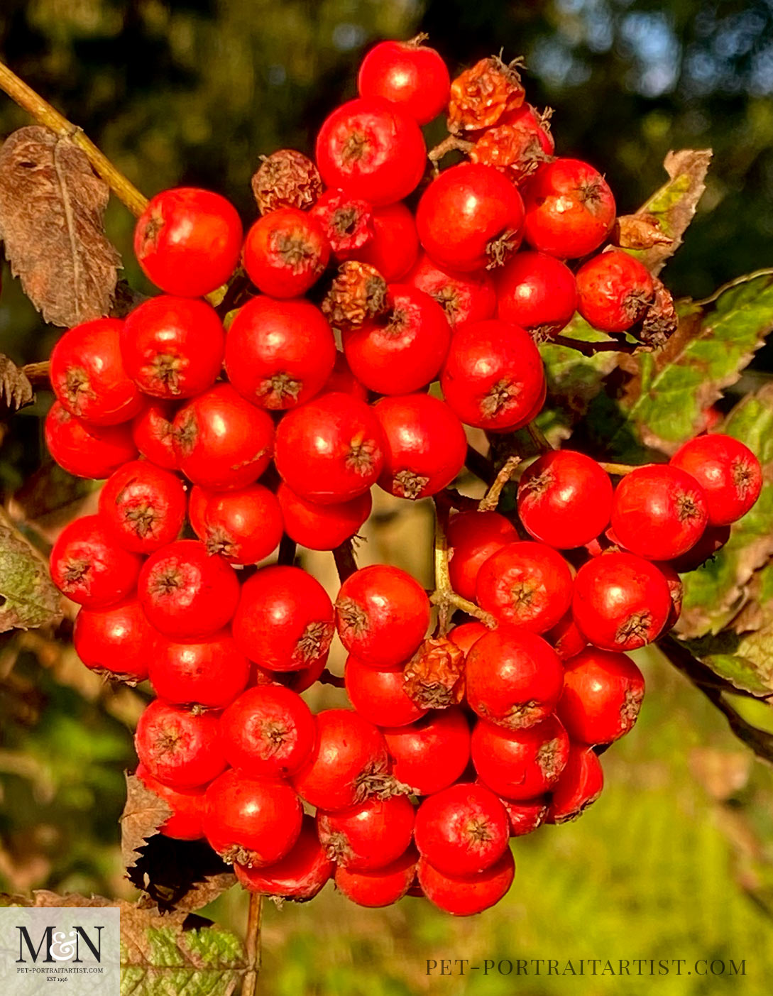 Rowan Berries