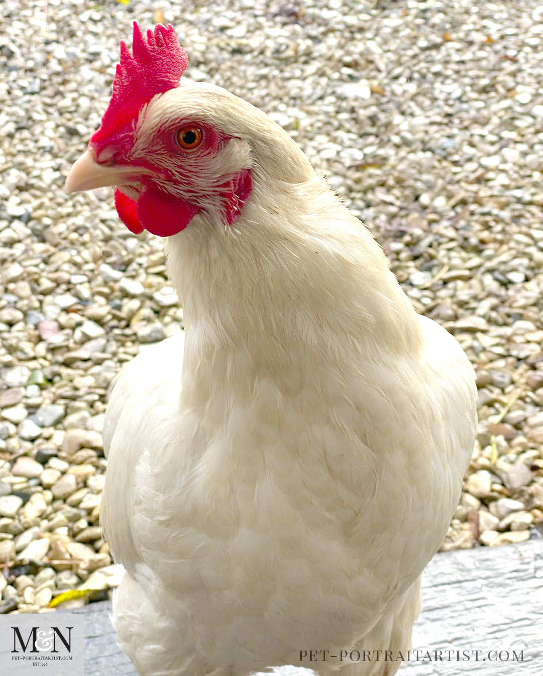 Melanie's October Monthly News - Snowy Chicken