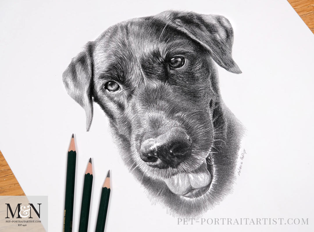 Pencil Pet Portrait of Beano