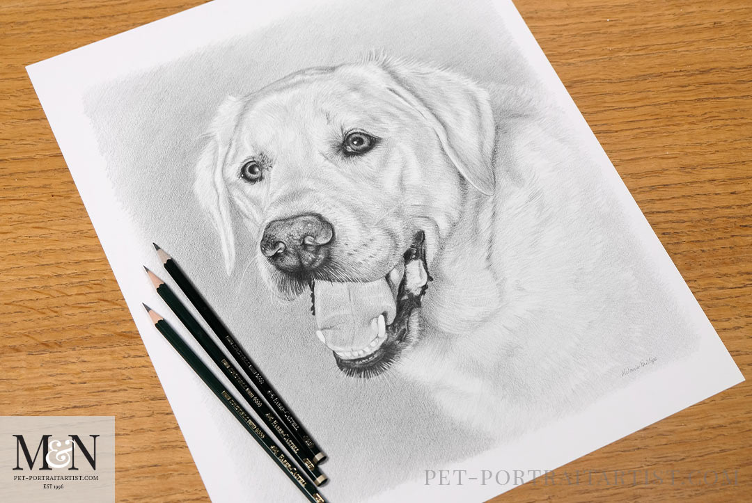 Melanie's February Monthly News - Pencil Pet Portrait of Dexter