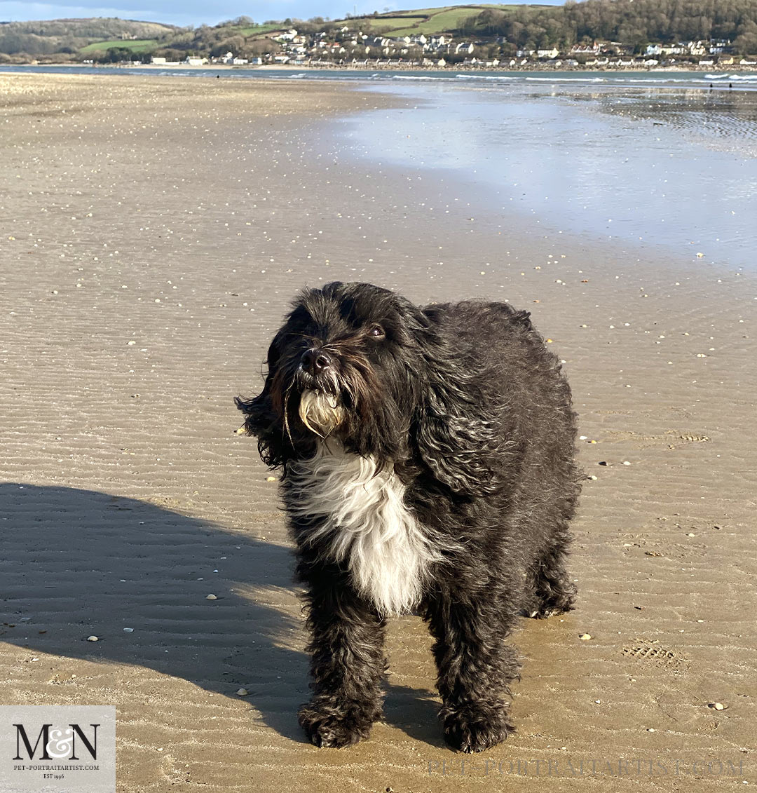 Llansteffan Walk with Lily 