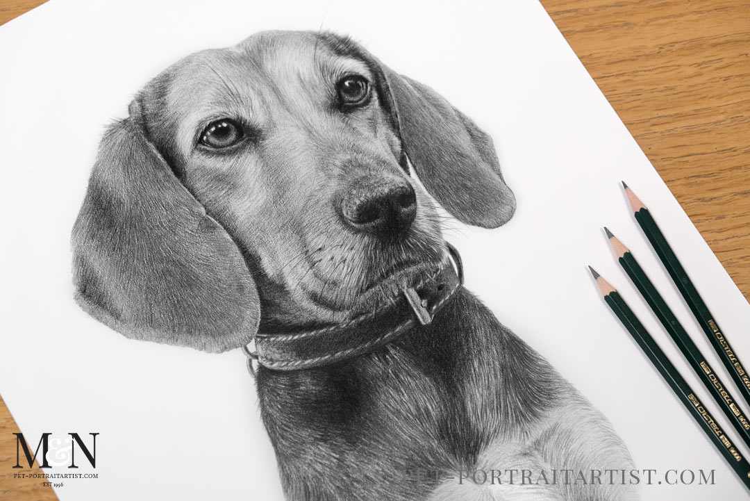 Pet portraits in pencil 