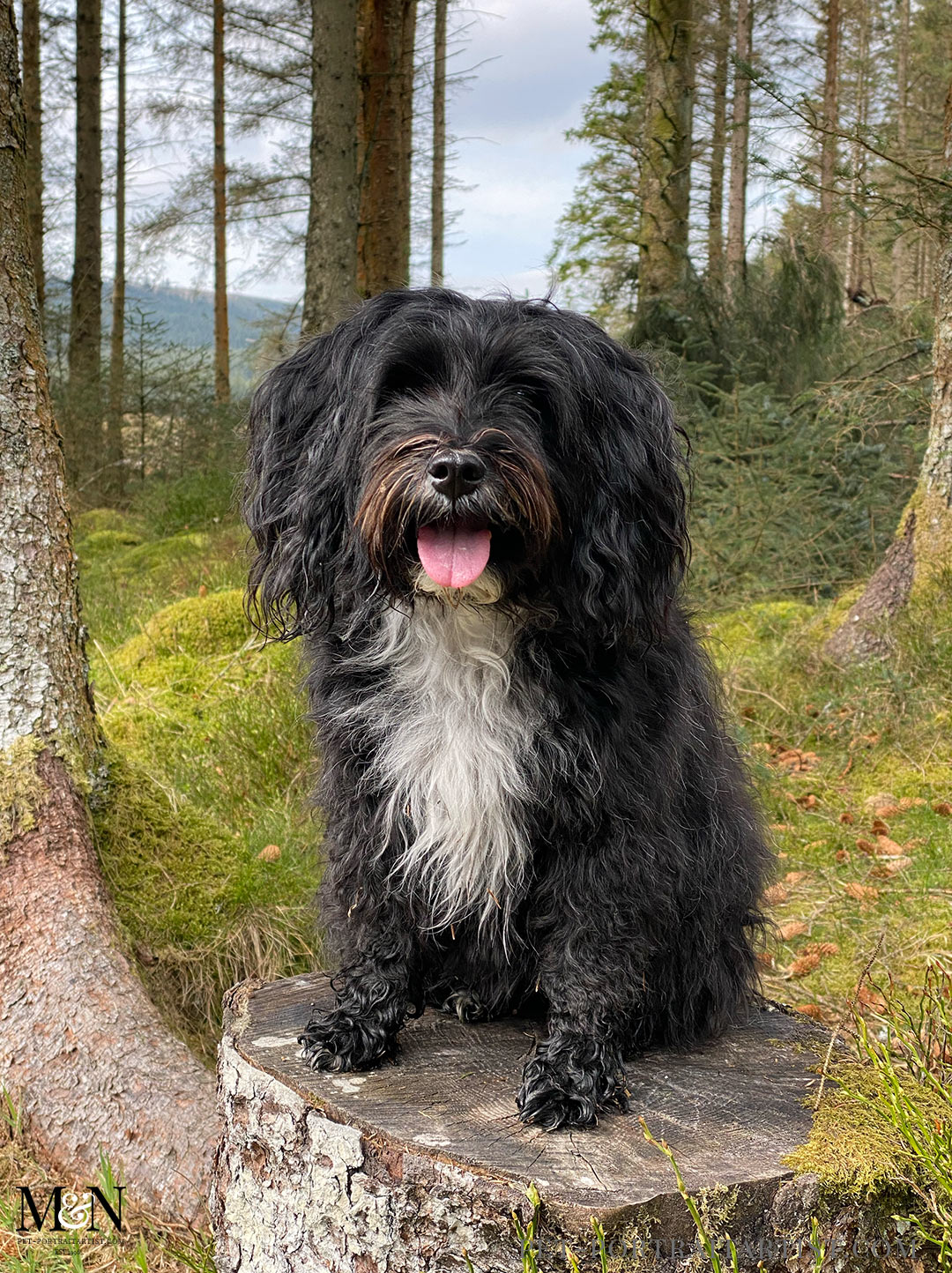 Lily posing in Hafren Forest