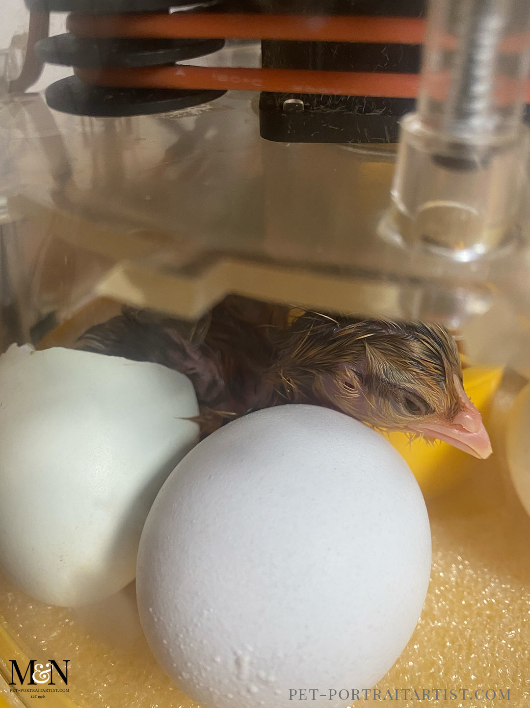 Hatching baby Chicks