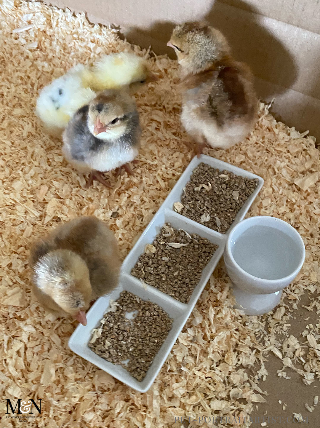 Baby chicks up and about eating!