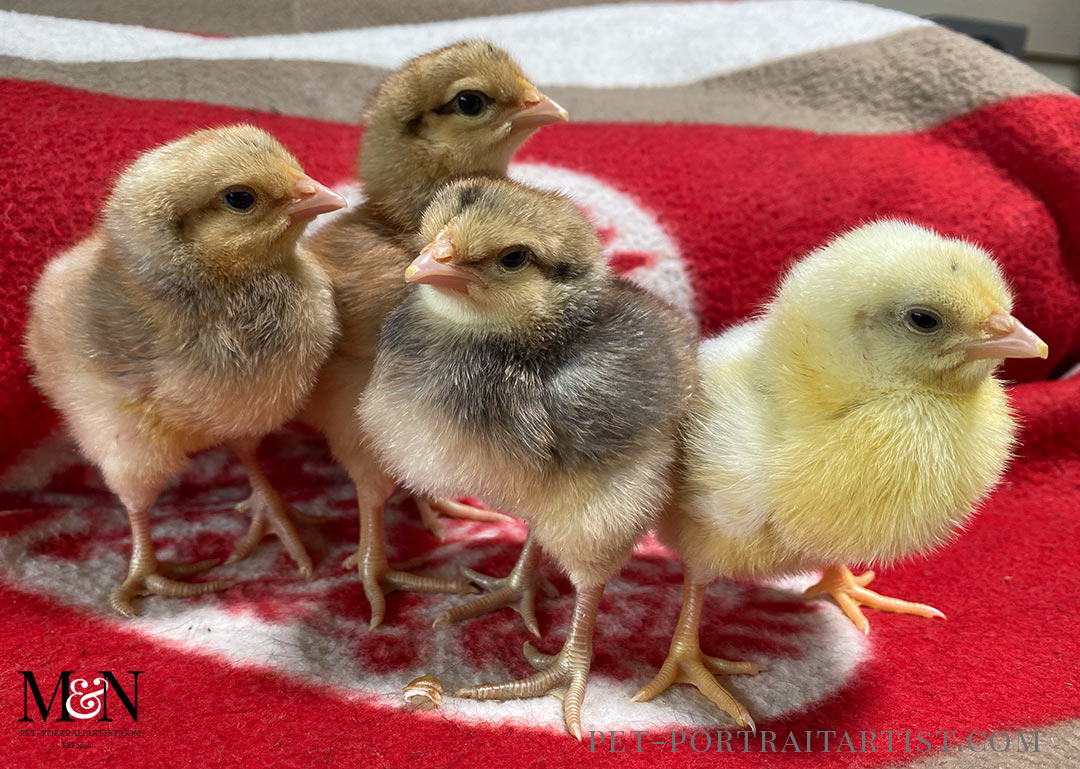 Baby chicks are they are today! 
