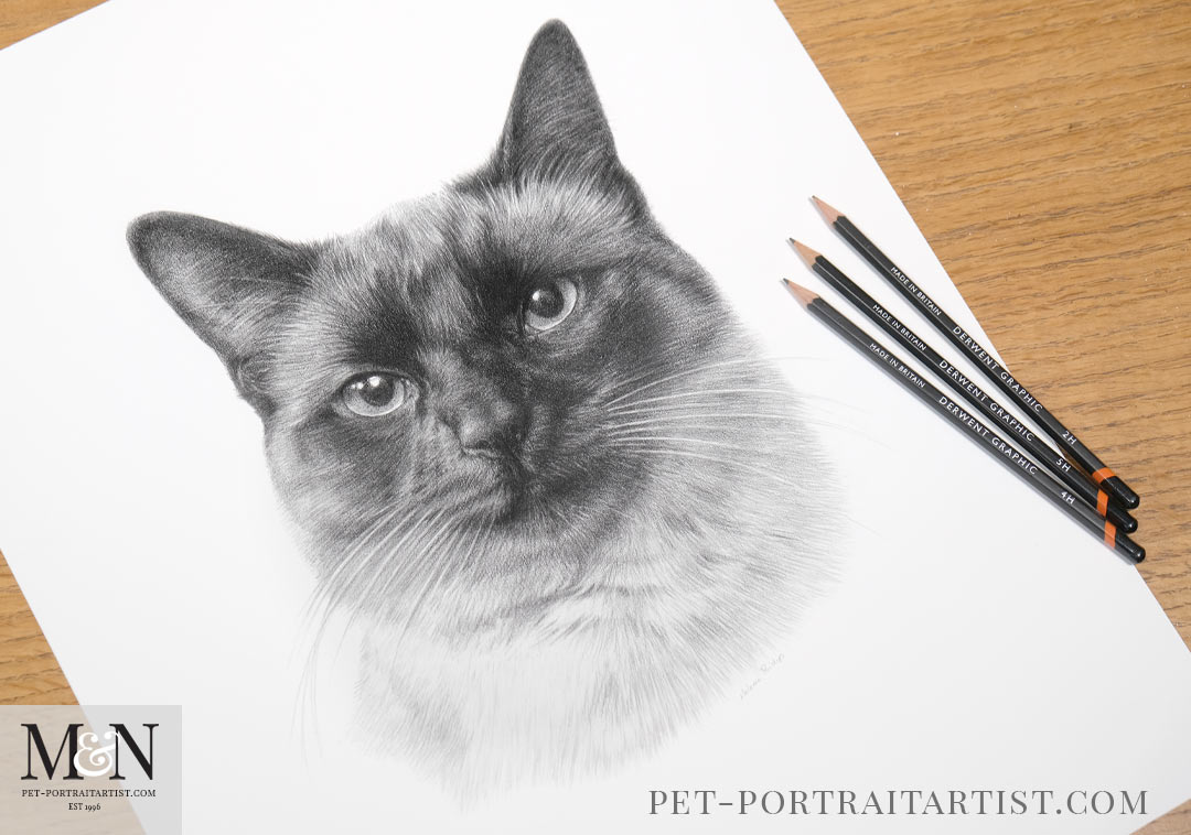 Melanie's May Monthly News - Cat drawing
