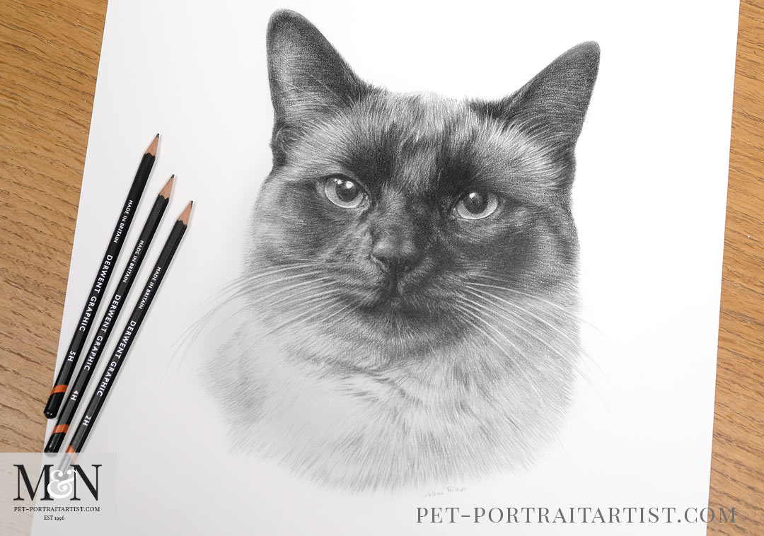 Melanie's May Monthly News Cat Pencil Drawing 
