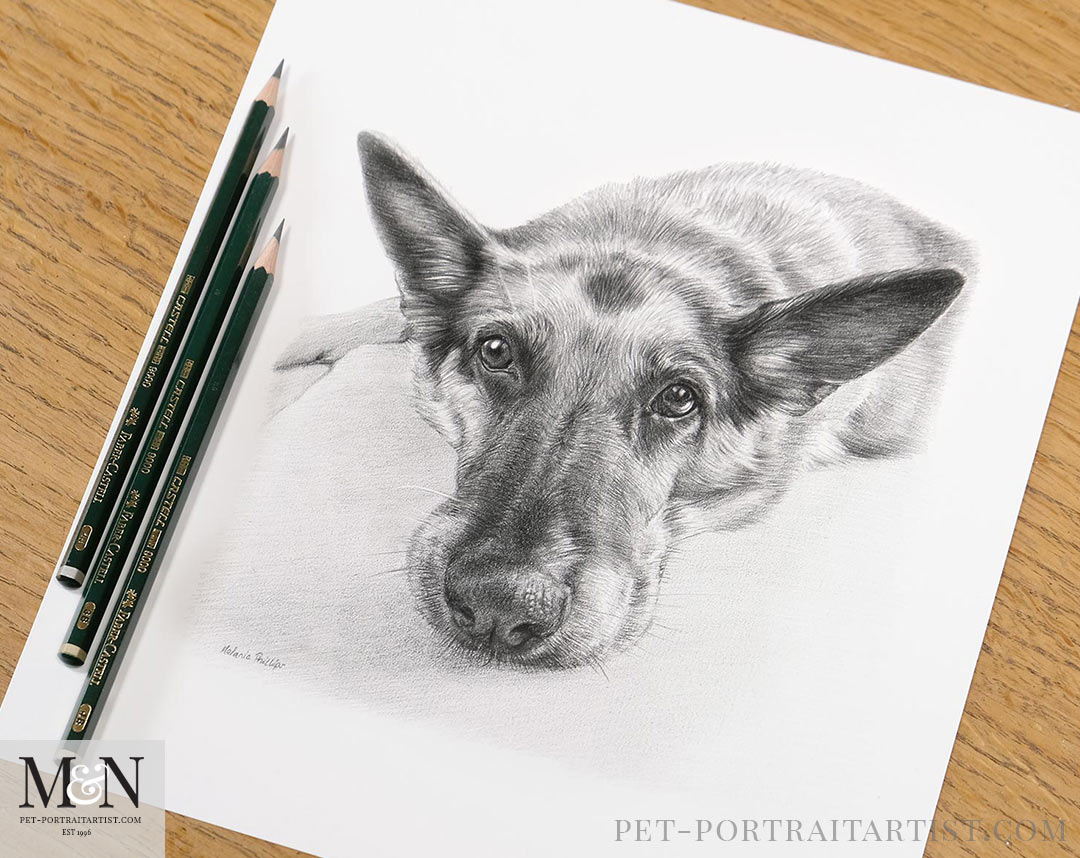 Kegans pencil pet portrait