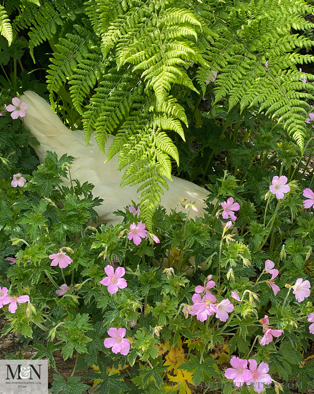 Chicken in geranium