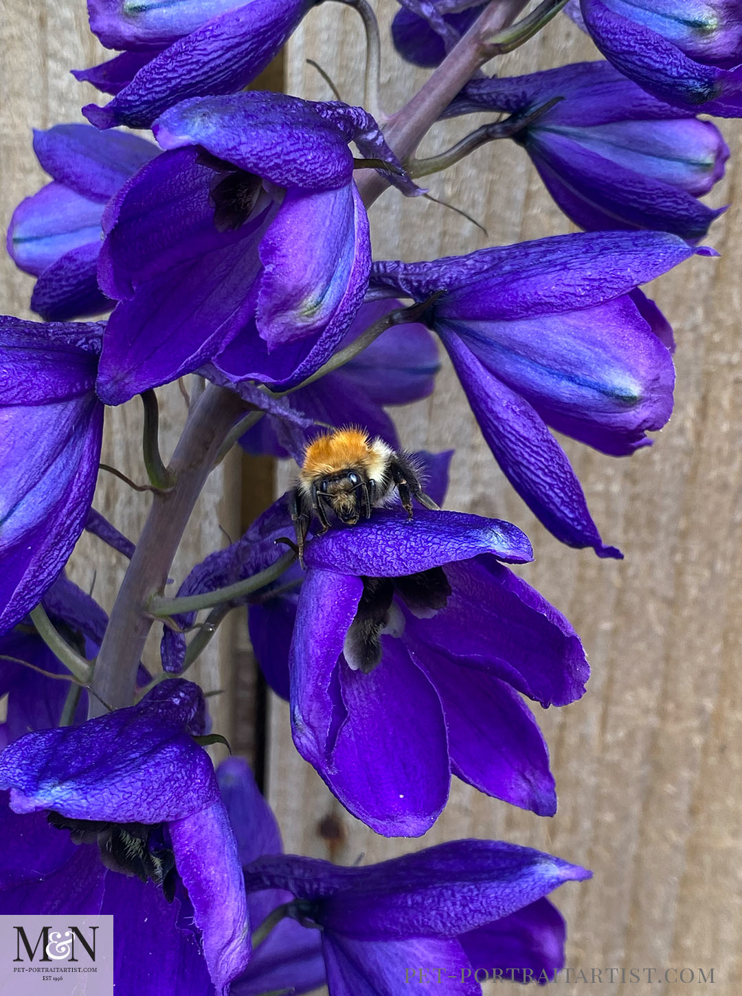 Delphinium 