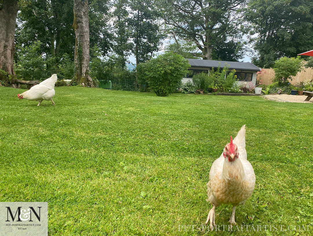 Chickens in the garden!