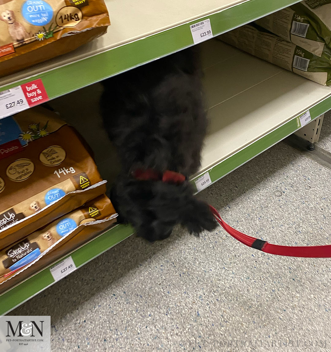 Lily eating up treats and Pets at Home