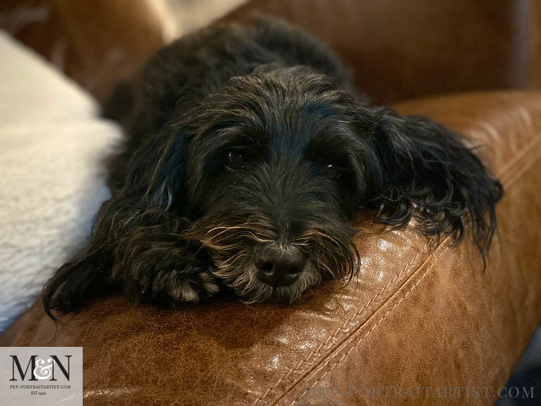 Tibetan Terrier Lily