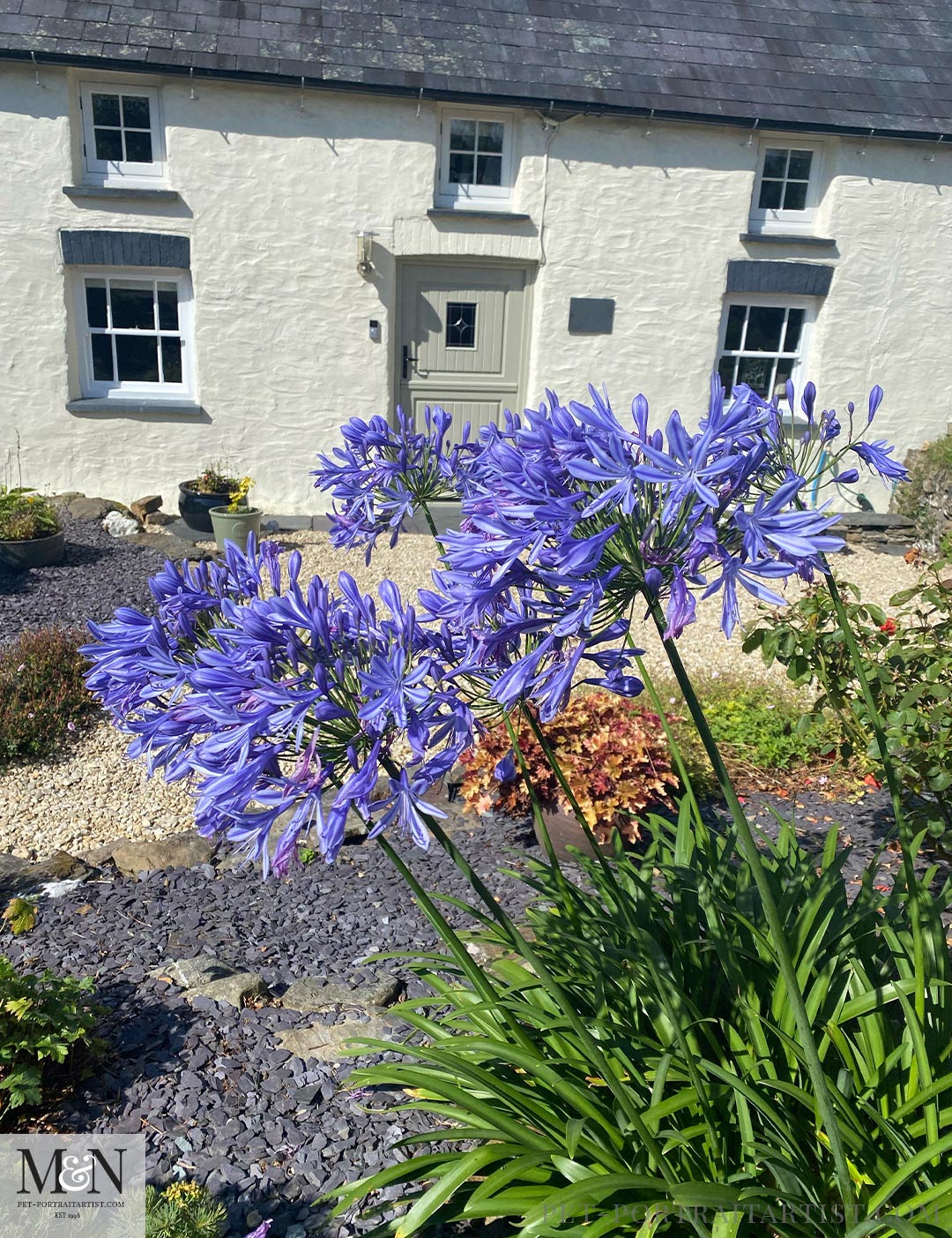 Agapanthus and our cottage - Melanie's August Monthly News