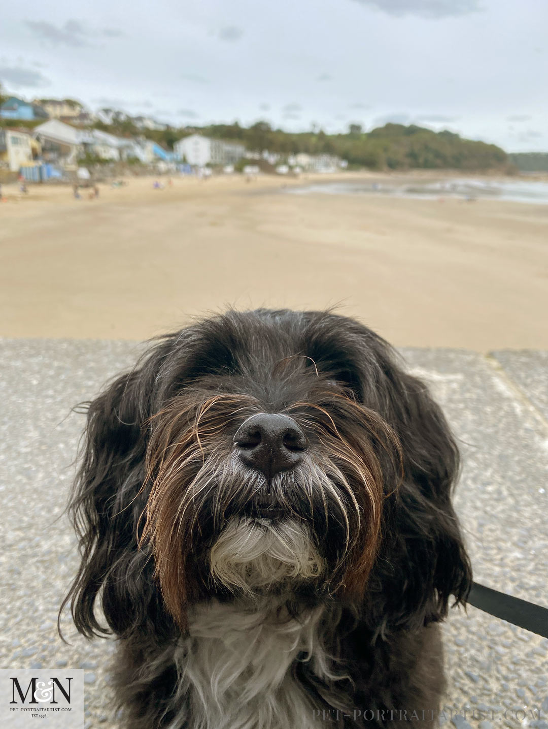 Lily enjoying Saundersfoot