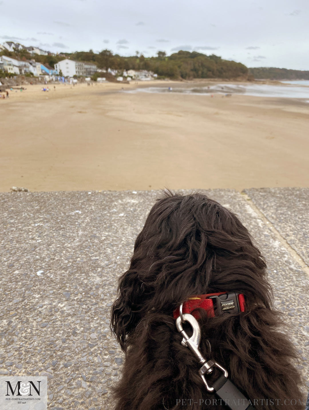 Lily in Saundersfoot