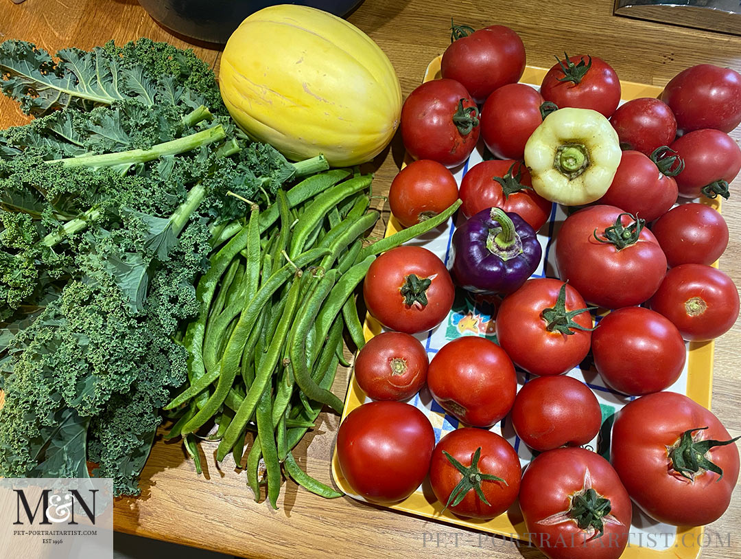 Dad's vegetable Garden