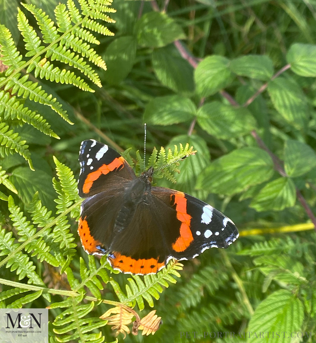 Lily Walks and Butterflies