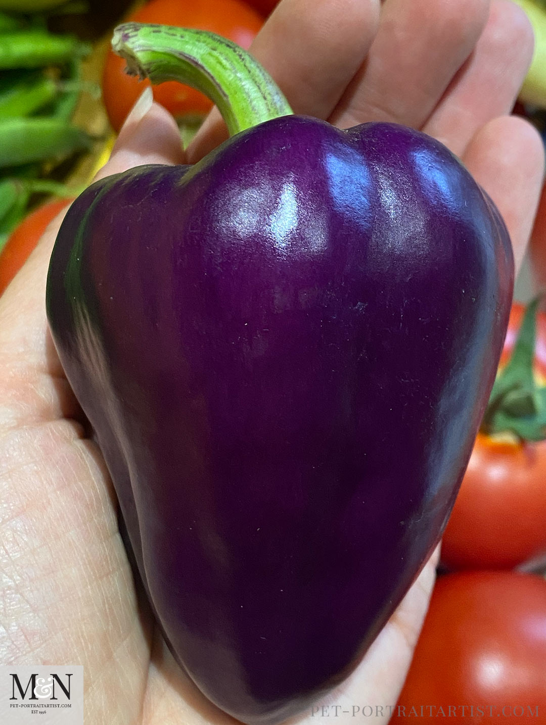 Melanie's September Monthly News - Dads peppers 