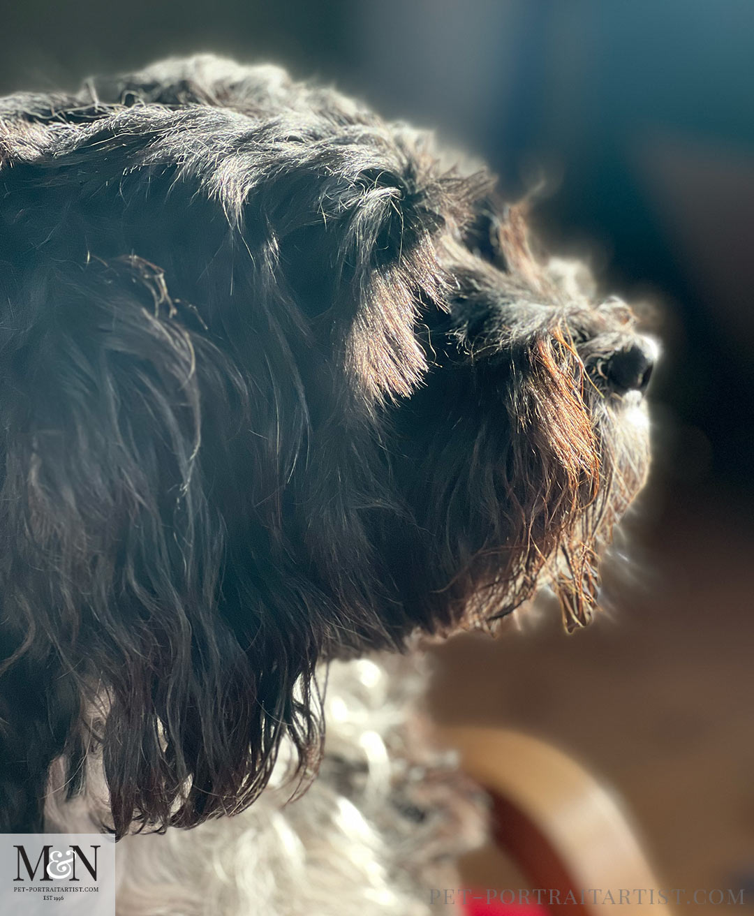 happy dog in sunlight