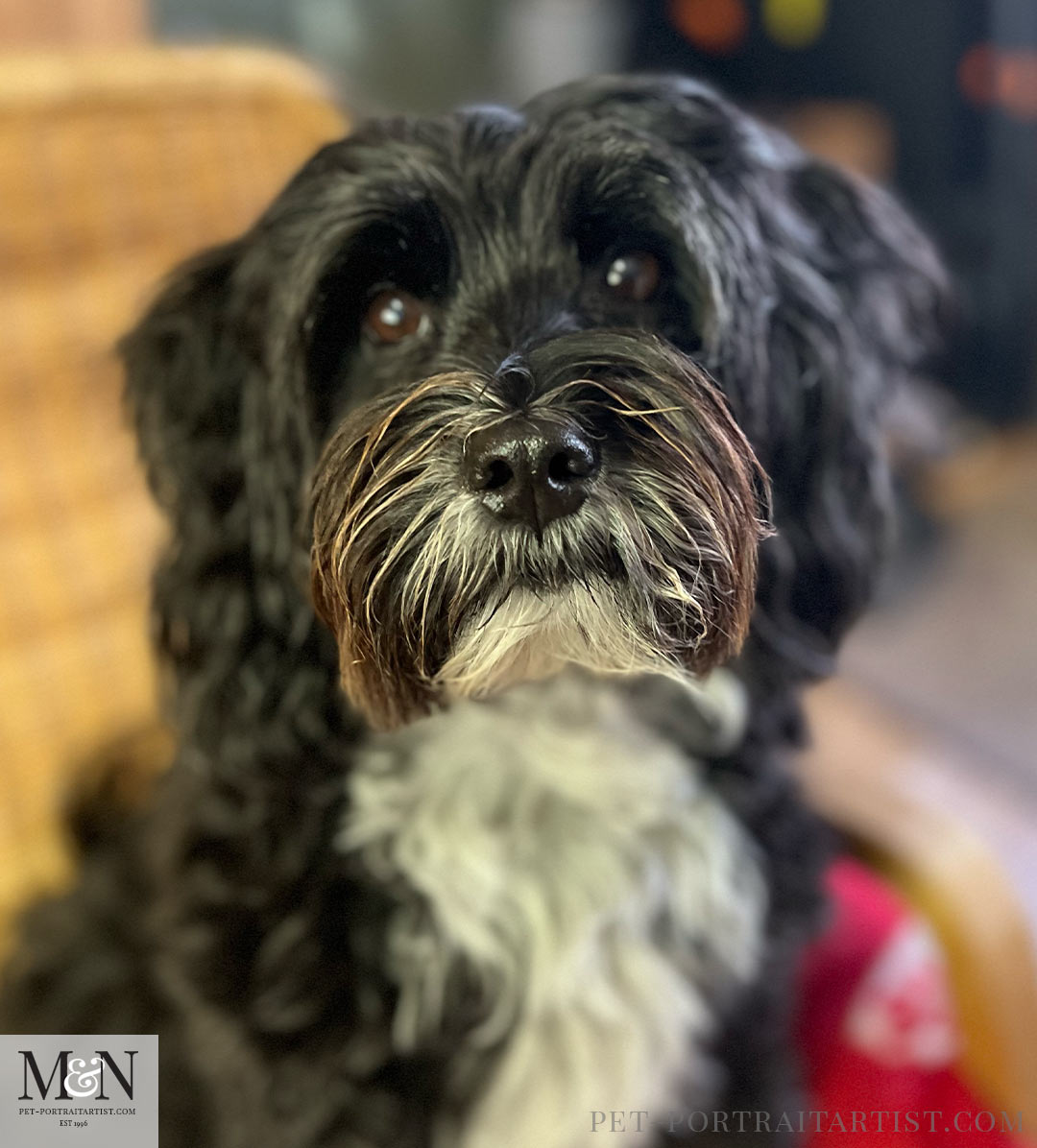 Lily the Tibetan Terrier